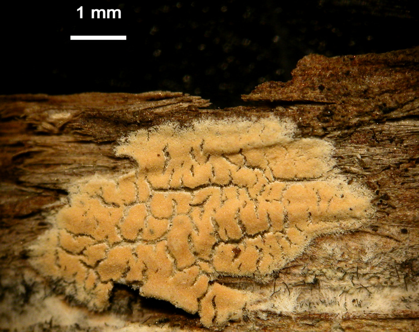 Amyloathelia amylacea (Bourdot & Galzin) Hjortstam & Ryvarde